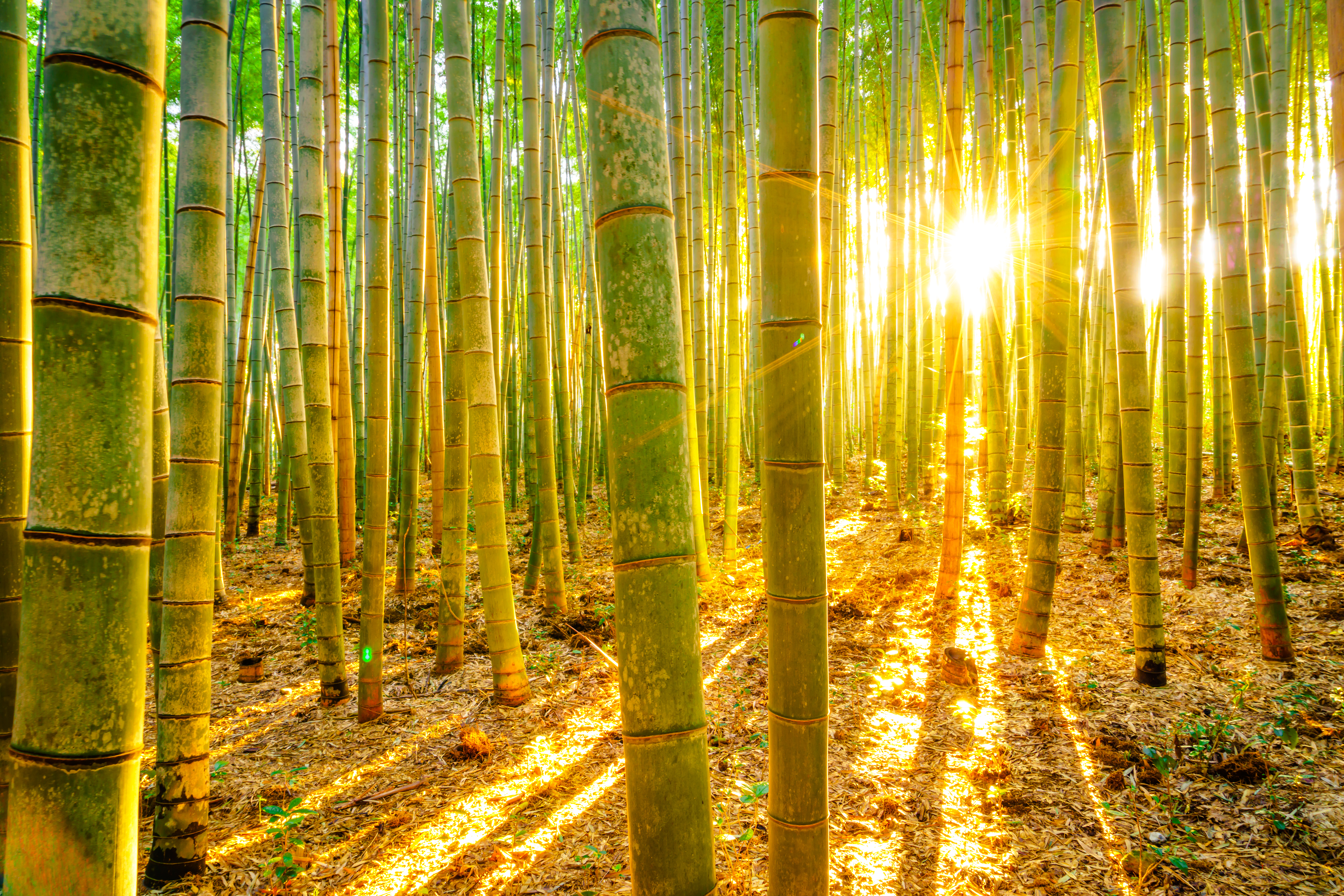 Rows of green bamboo grow in a bamboo forest as the sun rises in the background, filtered through the bamboo trees.